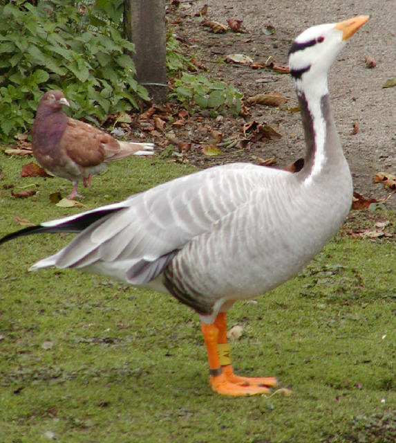 Bar-headed Goose