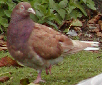 Rock Dove