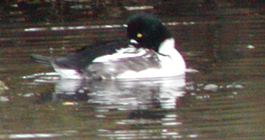 Common Goldeneye