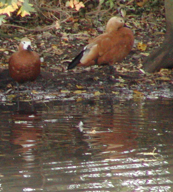 Ruddy Shelduck