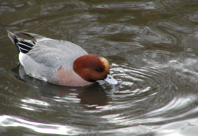 Wigeon
