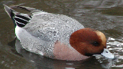 Wigeon