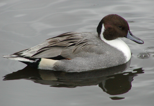 northern pintails