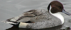 Nothern Pintail