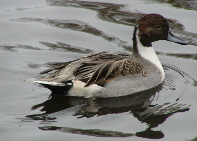 northern pintails
