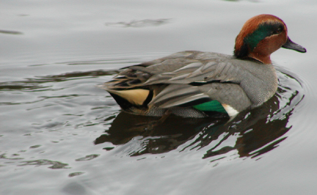 European Green-Winged Teals