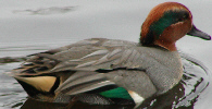 European Green-Winged Teal