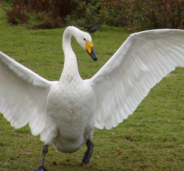 Whooper Swan