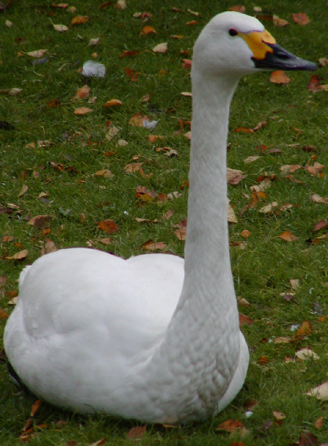 Whooper Swan