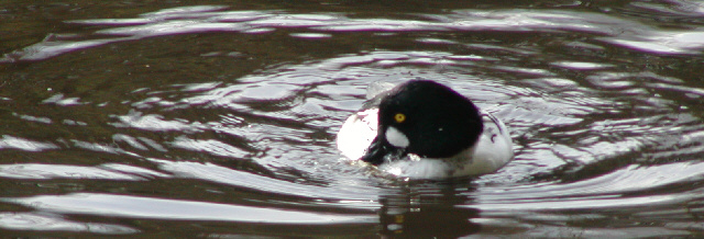 Common Goldeneye