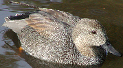 Wood Duck