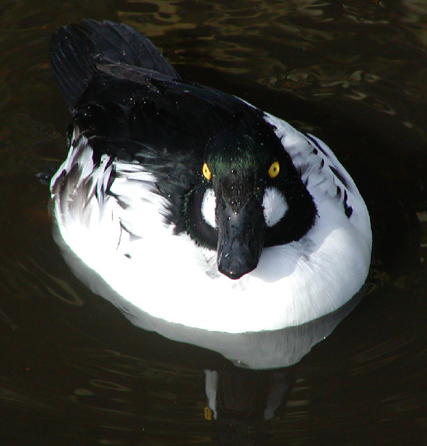 Common Goldeneye