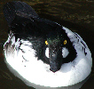 Common Goldeneye