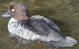 Fulvous Tree Duck