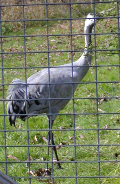 Common Crane