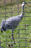 Common Crane