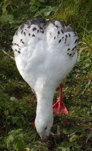 Andean Goose