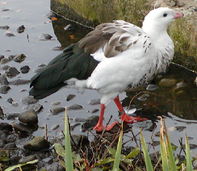 Andean Goose