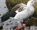 Andean Goose