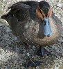 Wood Duck