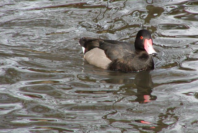 Rosybill