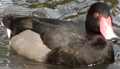 Rosybill