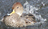 Fulvous Tree Duck