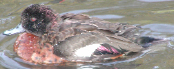 Wood Duck