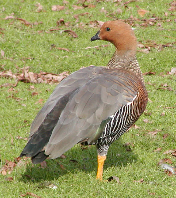 Ruddy-headed Goose