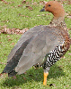 Ruddy-headed Goose