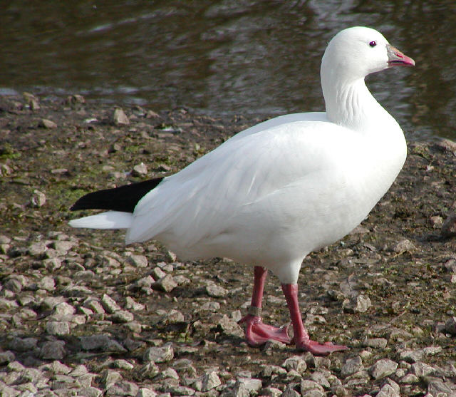 Ross's Goose