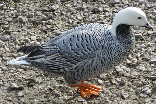 Emperor Goose