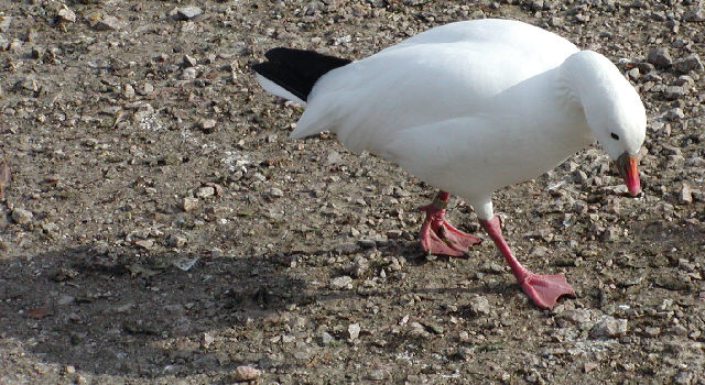 Ross's Goose
