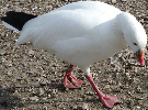 Ross's Goose