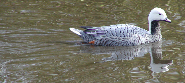 Emperor Goose