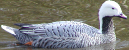 Emperor Goose