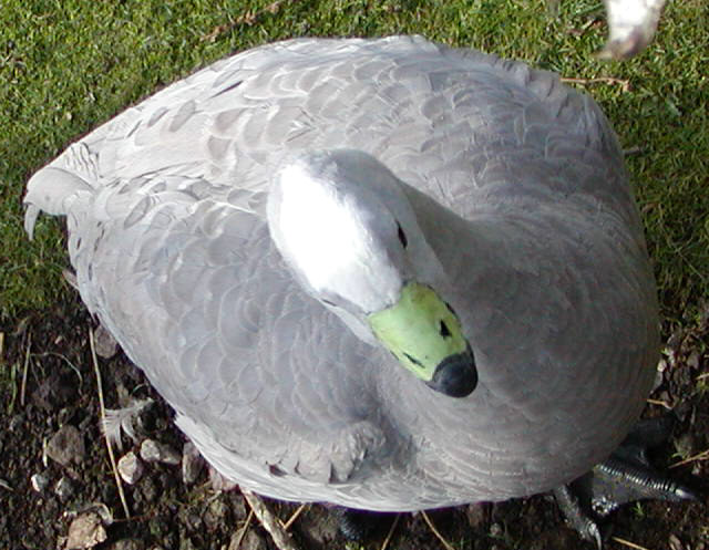Cape Barren Goose