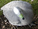 Cape Barren Goose