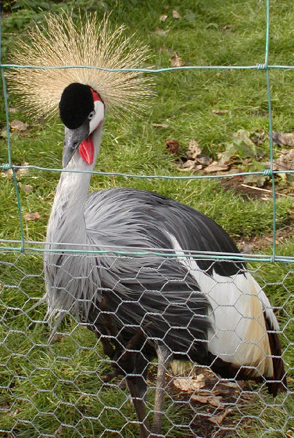 East African Crowned Crane