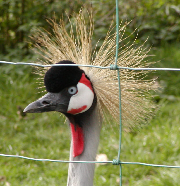 East African Crowned Crane