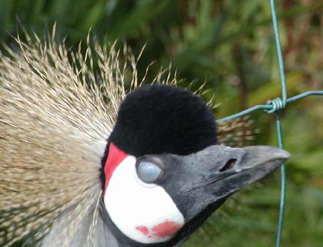 East African Crowned Crane
