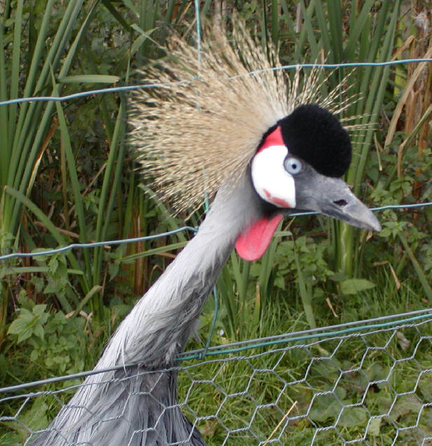 East African Crowned Crane