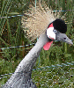 East African Crowned Crane