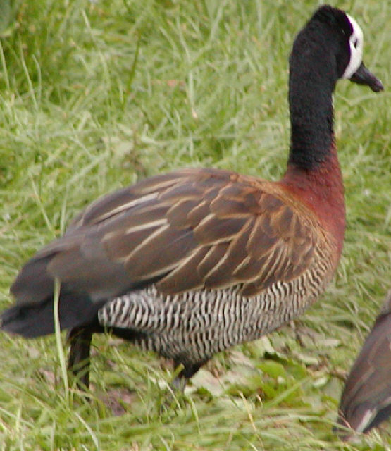 White-faced tree Duck