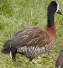 White-faced Tree Duck