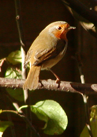 Robin