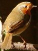 Robin