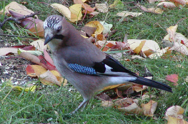 Jay