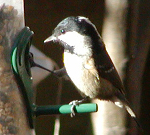 Coal Tit