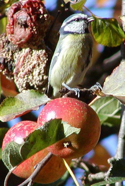 Blue Tit